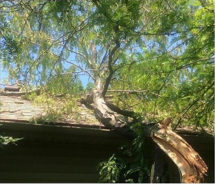 Tree laying on roof